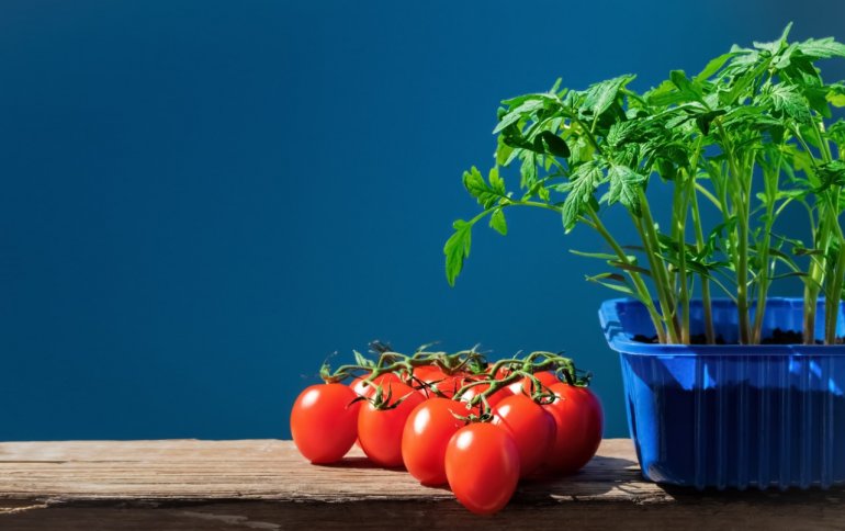 Conheça as opções de alimentos para fazer sua horta em casa