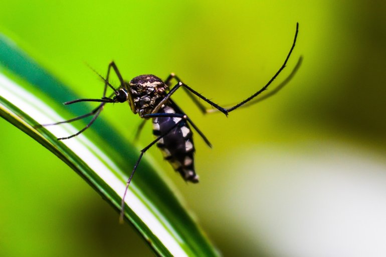 Dengue e alimentação: estratégias nutricionais para combater a doença