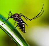 Dengue e alimentação: estratégias nutricionais para combater a doença